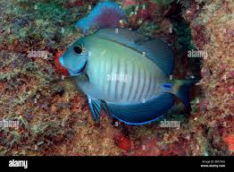 Image result for Acanthurus bahianus