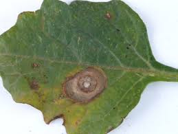 Attēlu rezultāti vaicājumam “Mycosphaerella ulmi”