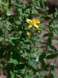 Attēlu rezultāti vaicājumam “Hypericum maculatum”