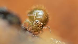 Attēlu rezultāti vaicājumam “Symphypleona”