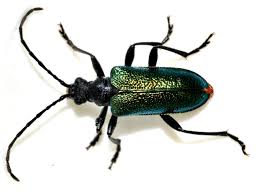 Attēlu rezultāti vaicājumam “Gaurotes virginea”