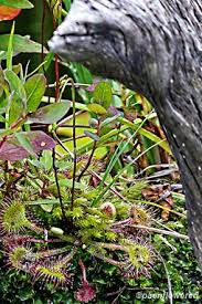 Attēlu rezultāti vaicājumam “Drosera rotundifolia flower”