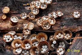 Attēlu rezultāti vaicājumam “Crucibulum laeve”