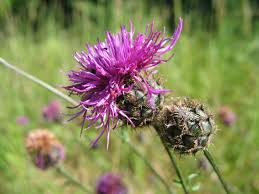 Attēlu rezultāti vaicājumam “Centaurea scabiosa bud”