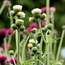 Attēlu rezultāti vaicājumam “Cirsium x rigens”