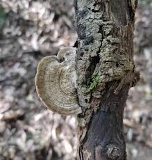 Attēlu rezultāti vaicājumam “Lenzites betulina”