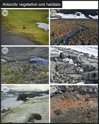 Attēlu rezultāti vaicājumam “Bryum amblyodon sporophyte”