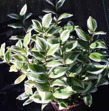 Attēlu rezultāti vaicājumam “Polygonatum odoratum”