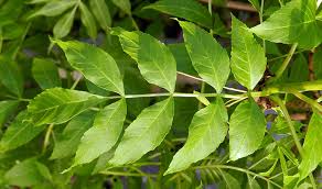 Attēlu rezultāti vaicājumam “Fraxinus excelsior leaf”