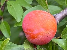 Attēlu rezultāti vaicājumam “Pulmonaria angustifolia fruit”