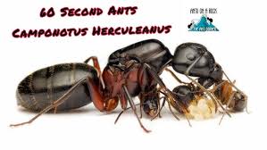 Attēlu rezultāti vaicājumam “Camponotus herculeanus”