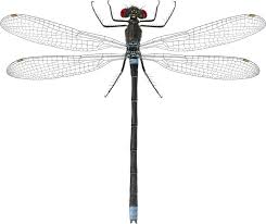 Attēlu rezultāti vaicājumam “Erythromma najas”