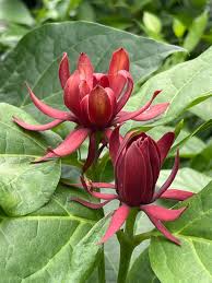 Attēlu rezultāti vaicājumam “Calycanthus floridus”