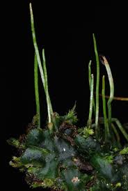 Attēlu rezultāti vaicājumam “Phaeoceros laevis subsp. carolinianus”