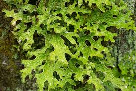 Attēlu rezultāti vaicājumam “Melanohalea olivacea”