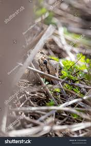 Attēlu rezultāti vaicājumam “Scolopax rusticola nest”