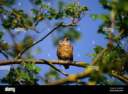 Attēlu rezultāti vaicājumam “Turdus pilaris adult”