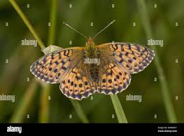 Attēlu rezultāti vaicājumam “Argynnis niobe underside”