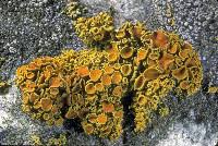Attēlu rezultāti vaicājumam “Xanthoria polycarpa”