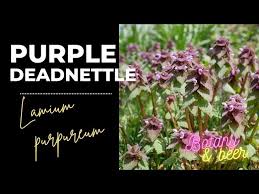 Attēlu rezultāti vaicājumam “Lamium purpureum”