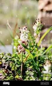 Attēlu rezultāti vaicājumam “Fumaria officinalis flower”