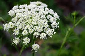 Attēlu rezultāti vaicājumam “Daucus carota subsp. carota flower”