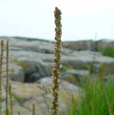 Attēlu rezultāti vaicājumam “Triglochin palustre fruit”