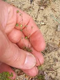 Attēlu rezultāti vaicājumam “Spergula morisonii”