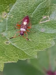 Attēlu rezultāti vaicājumam “Closterotomus biclavatus”