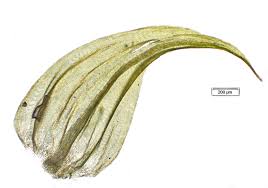 Attēlu rezultāti vaicājumam “Palustriella falcata”