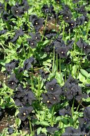 Attēlu rezultāti vaicājumam “Viola x williamsii”