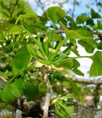 Attēlu rezultāti vaicājumam “Ginkgo biloba female flower”