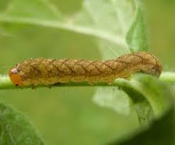 Attēlu rezultāti vaicājumam “Tenthredo scrophulariae larva”