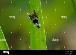 Attēlu rezultāti vaicājumam “Ancylis badiana”