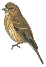 Attēlu rezultāti vaicājumam “Carpodacus erythrinus”