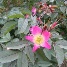 Attēlu rezultāti vaicājumam “Rosa glauca flower”