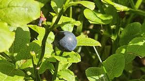 Attēlu rezultāti vaicājumam “Vaccinium uliginosum leaf”