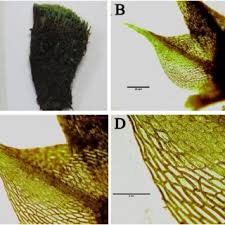 Attēlu rezultāti vaicājumam “Bryoerythrophyllum recurvirostrum”