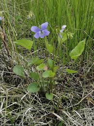 Attēlu rezultāti vaicājumam “Viola canina fruit”