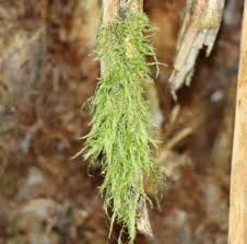 Attēlu rezultāti vaicājumam “Hypnum cupressiforme sporophyte”