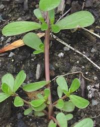 Attēlu rezultāti vaicājumam “Portulaca oleracea”