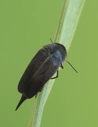 Attēlu rezultāti vaicājumam “Mordella sp.”