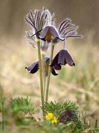 Attēlu rezultāti vaicājumam “Pulsatilla pratensis”