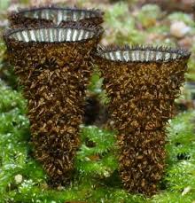 Attēlu rezultāti vaicājumam “Cyathus striatus”