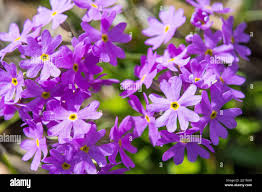 Attēlu rezultāti vaicājumam “Primula farinosa flower”