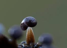 Attēlu rezultāti vaicājumam “Physarum bitectum macro”