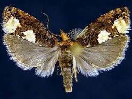 Attēlu rezultāti vaicājumam “Epinotia trigonella”