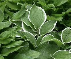 Image result for Hosta fortunei albomarginata