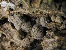 Attēlu rezultāti vaicājumam “Phleogena faginea”