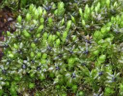 Attēlu rezultāti vaicājumam “Mnium hornum”